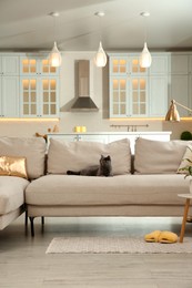 Photo of Modern living room interior. Adorable grey British Shorthair cat on couch