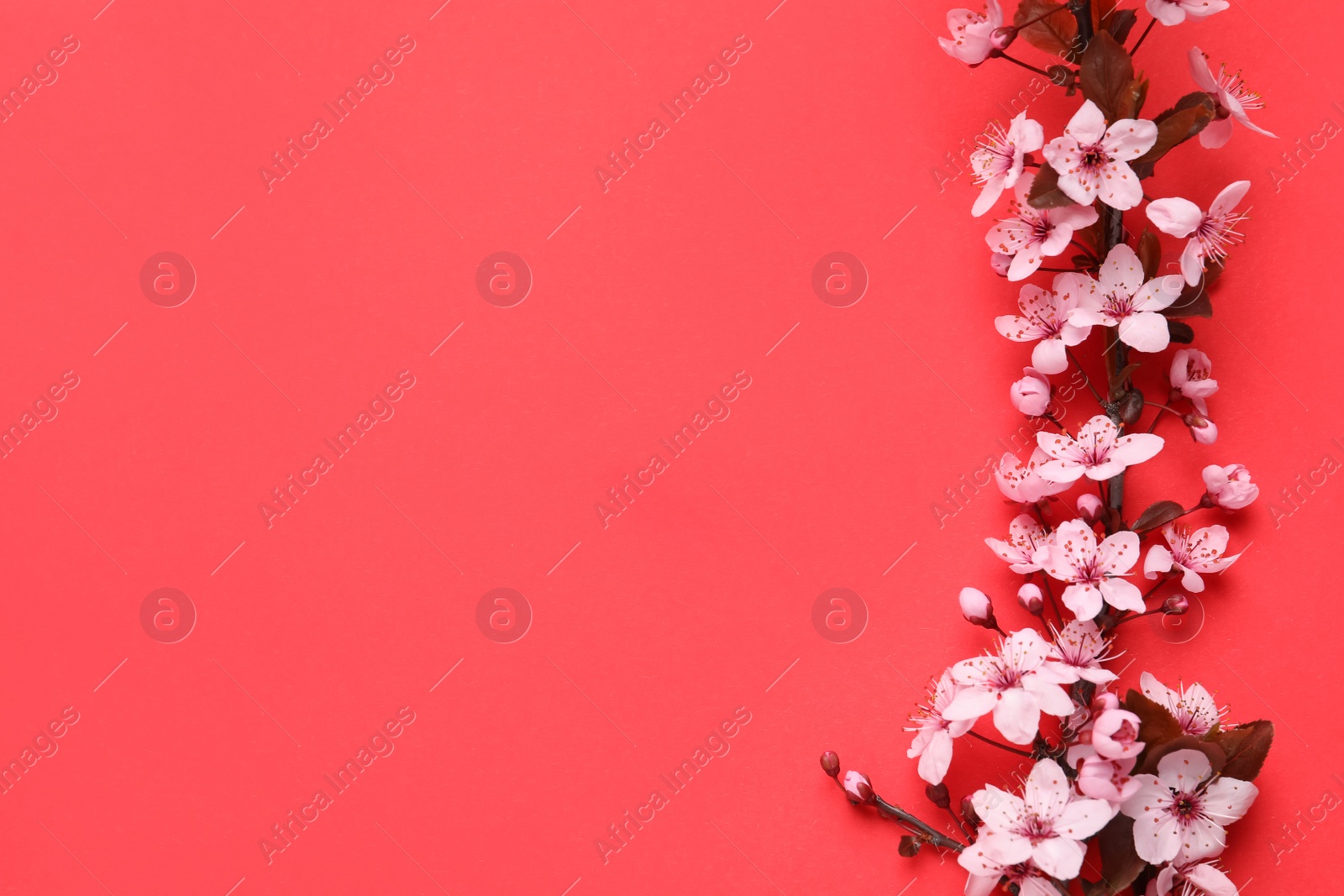 Photo of Cherry tree branch with beautiful pink blossoms on red background, flat lay. Space for text