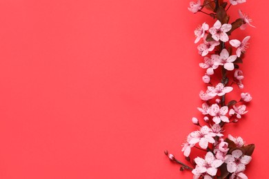 Photo of Cherry tree branch with beautiful pink blossoms on red background, flat lay. Space for text