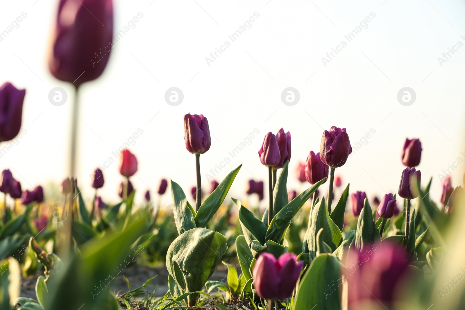 Photo of Field with fresh beautiful tulips. Blooming flowers