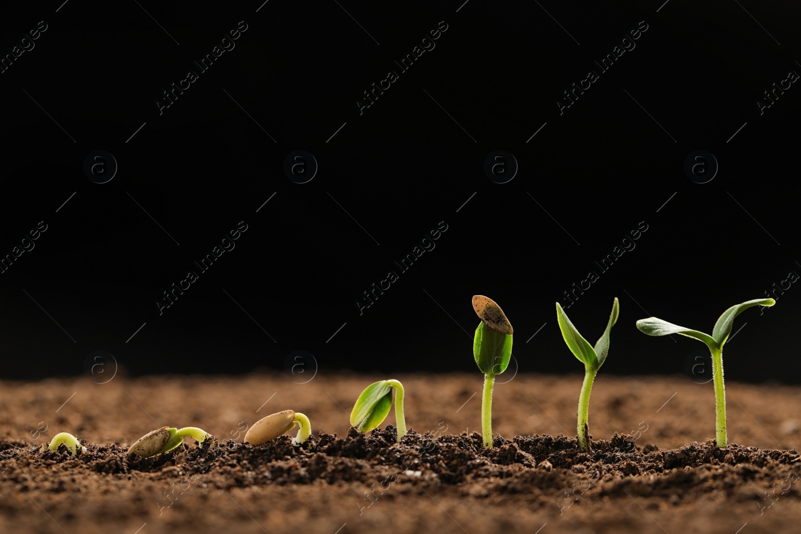 Photo of Little green seedlings growing in fertile soil against black background. Space for text