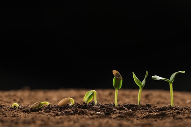 Photo of Little green seedlings growing in fertile soil against black background. Space for text