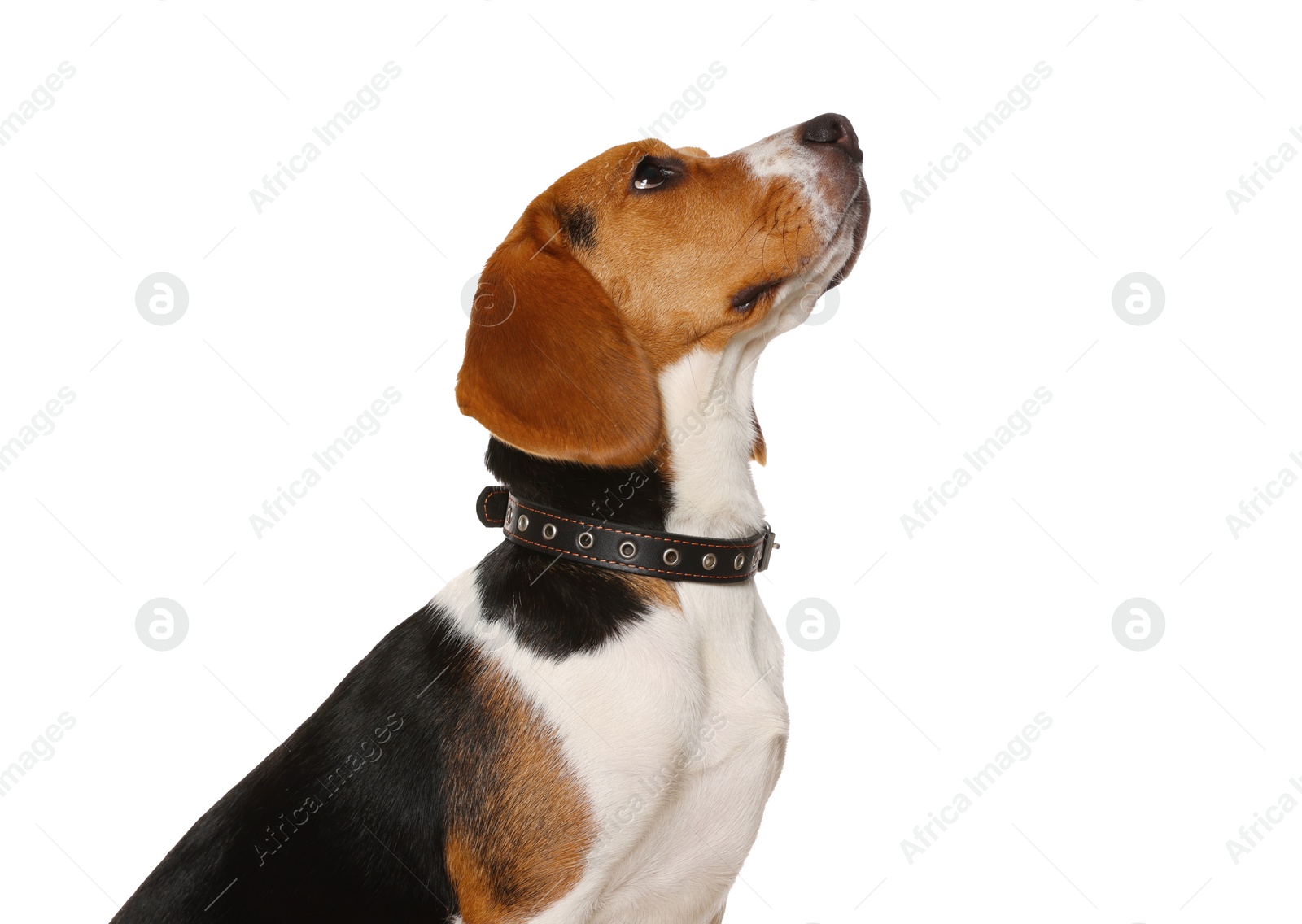 Photo of Adorable Beagle dog in stylish collar on white background