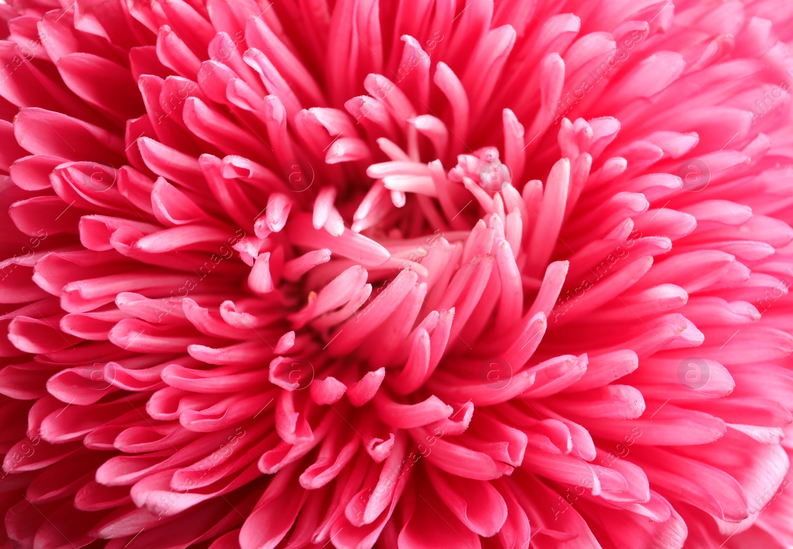 Photo of Beautiful aster flower as background, closeup view