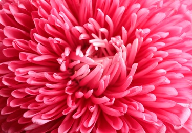 Beautiful aster flower as background, closeup view