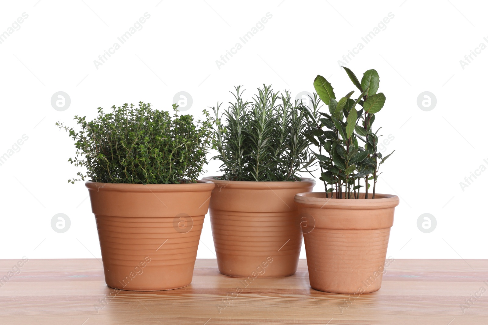 Photo of Pots with thyme, bay and rosemary on wooden table against white background