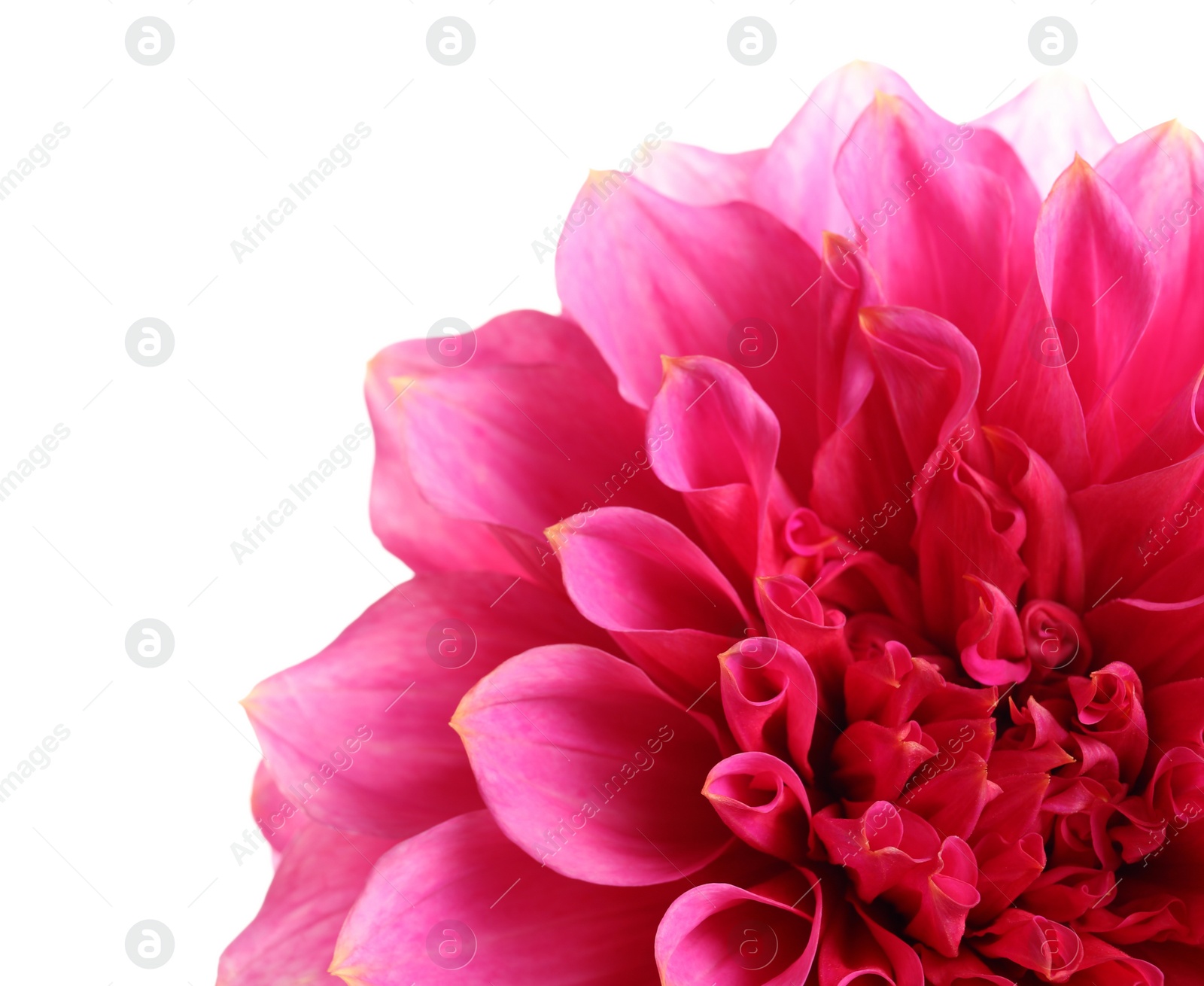 Photo of Beautiful pink dahlia flower on white background, closeup