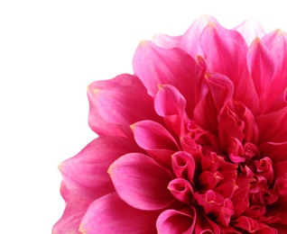 Photo of Beautiful pink dahlia flower on white background, closeup