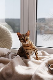 Photo of Cute Bengal cat on windowsill at home. Adorable pet