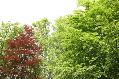 Many different beautiful trees outdoors. Spring season