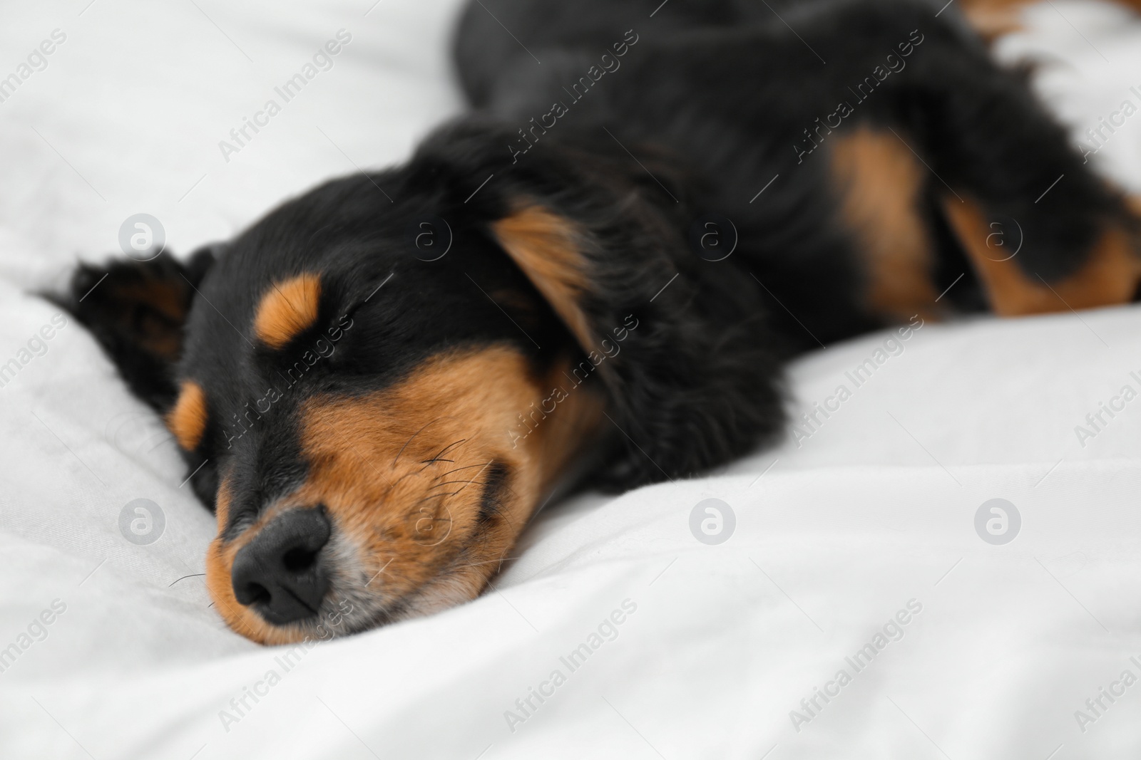 Photo of Cute dog relaxing on white fabric at home, closeup. Friendly pet