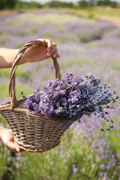 Photo of Young woman holding wicker basket with lavender flowers in field, closeup