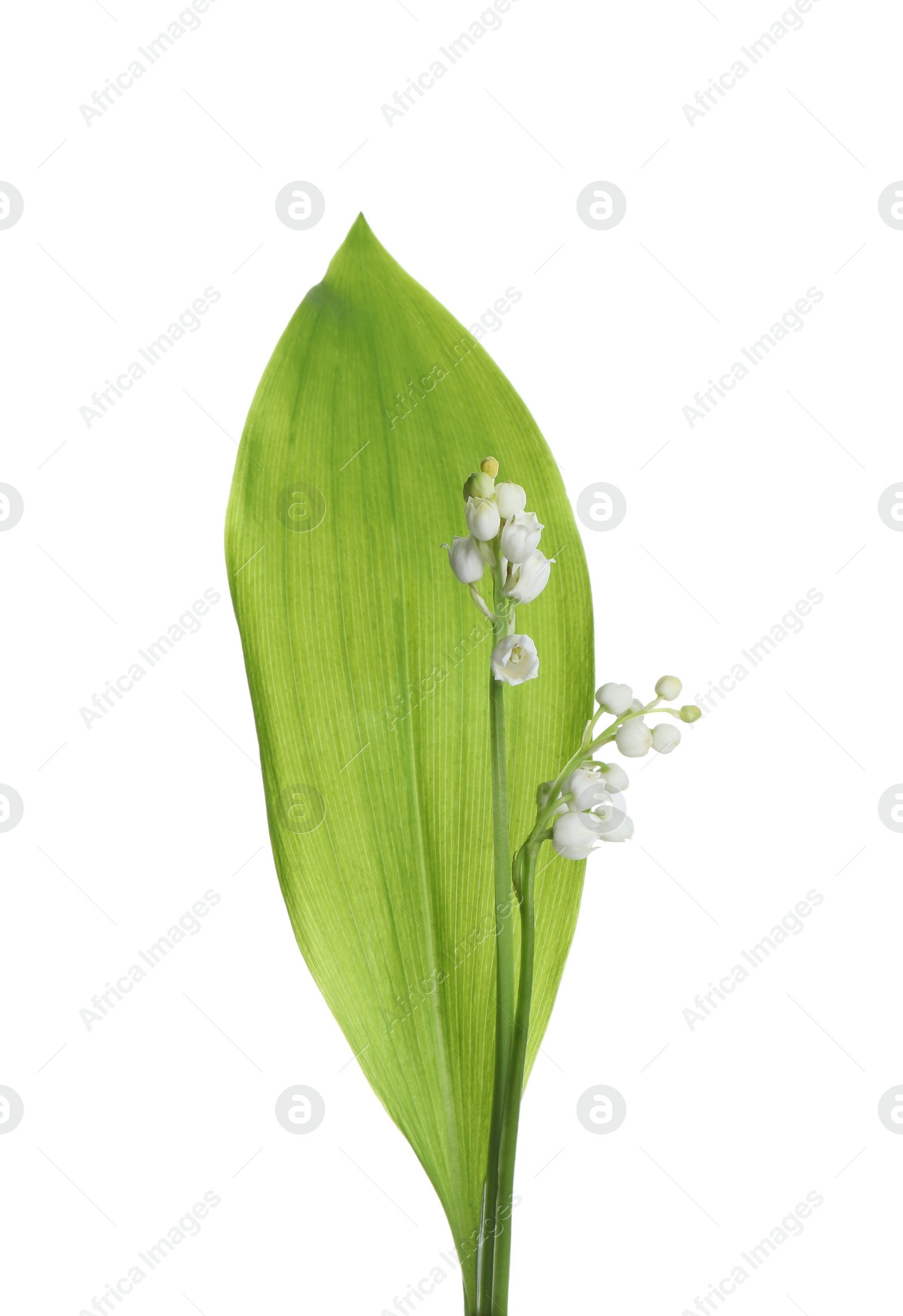 Photo of Beautiful lily of the valley flowers with leaf on white background