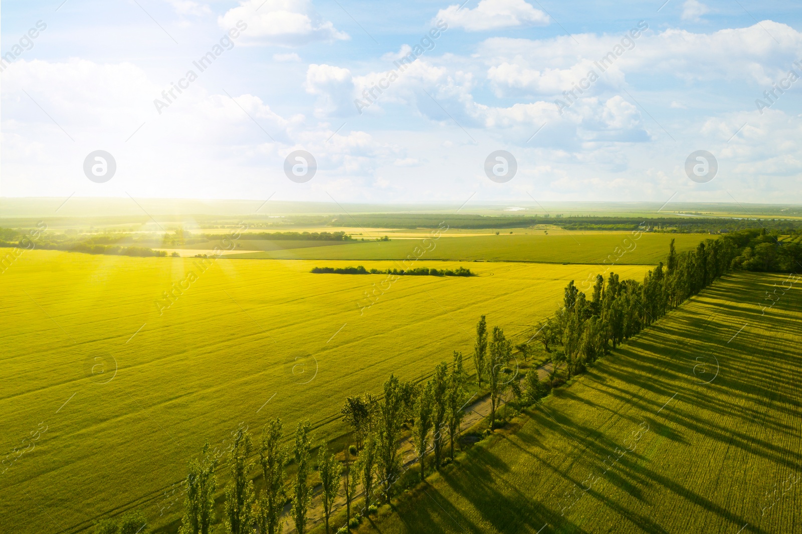 Image of Beautiful aerial view of green fields and road on sunny day