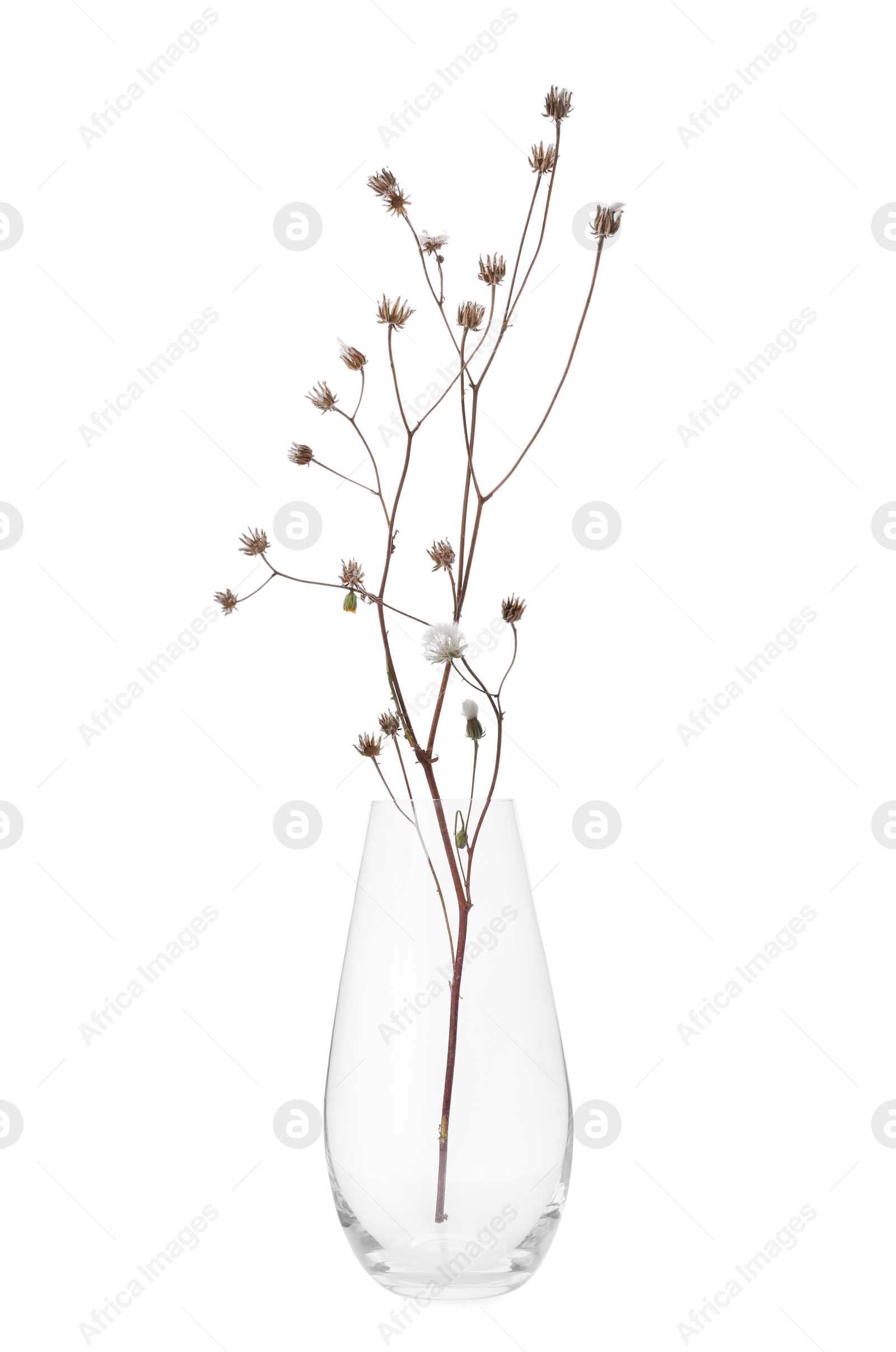 Photo of Beautiful plant in glass vase on white background