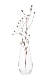 Beautiful plant in glass vase on white background
