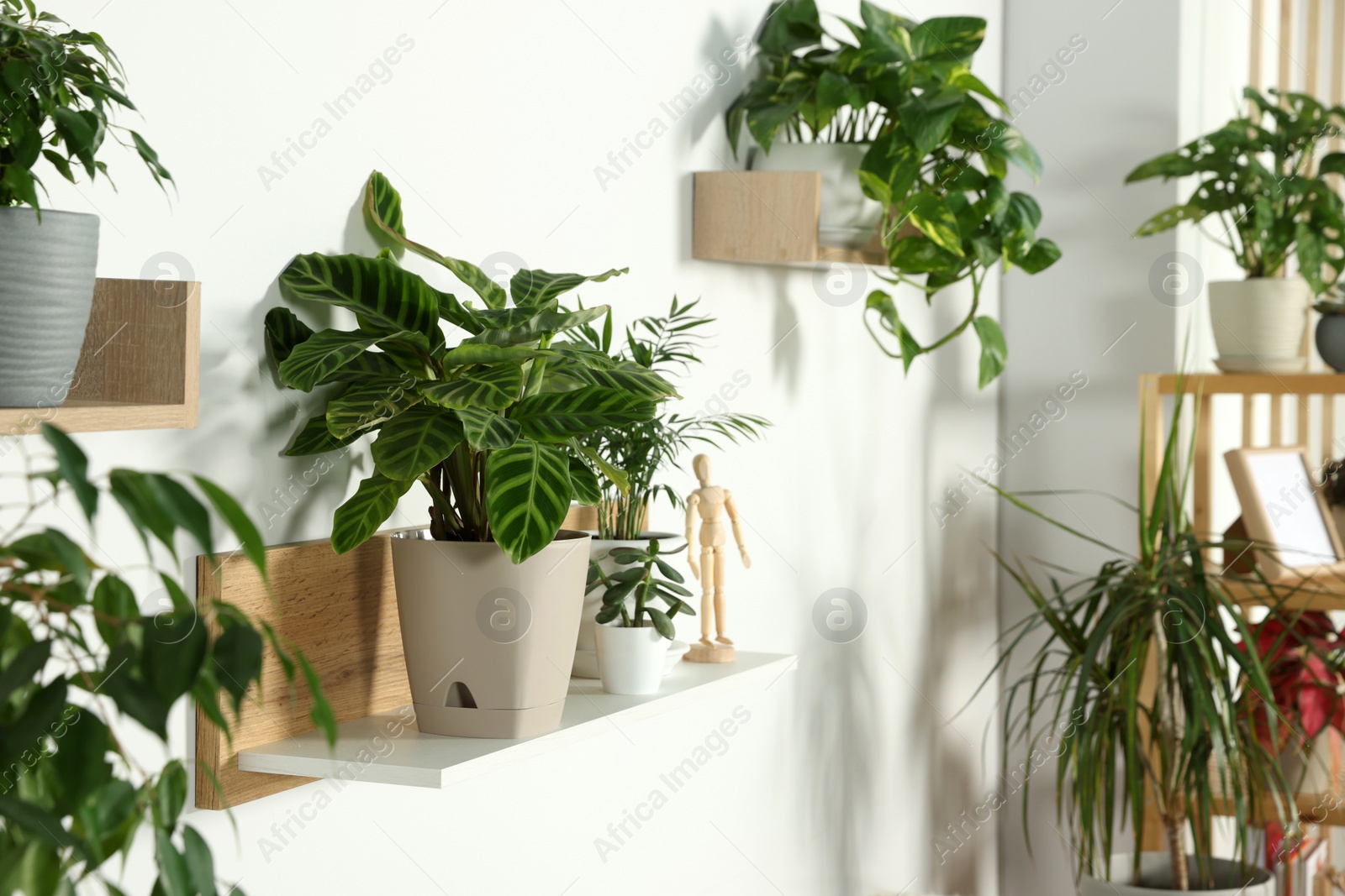 Photo of Beautiful different potted green plants in room. House decor