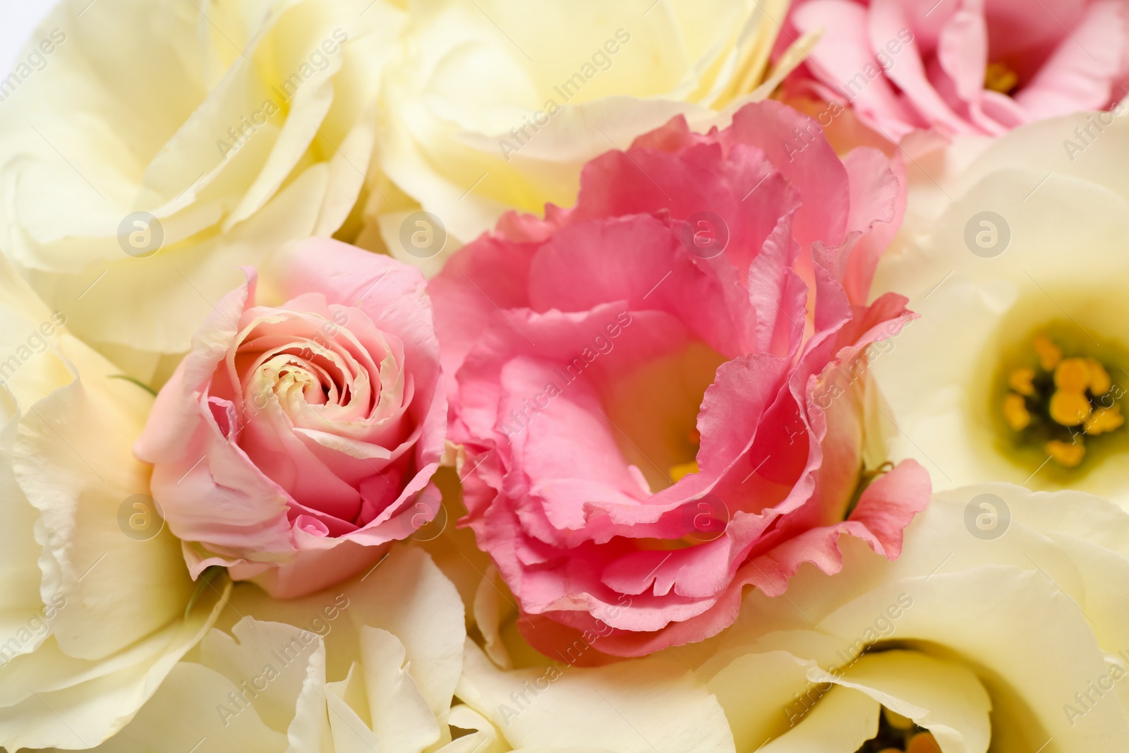 Photo of Beautiful blooming Eustoma flowers as background, closeup