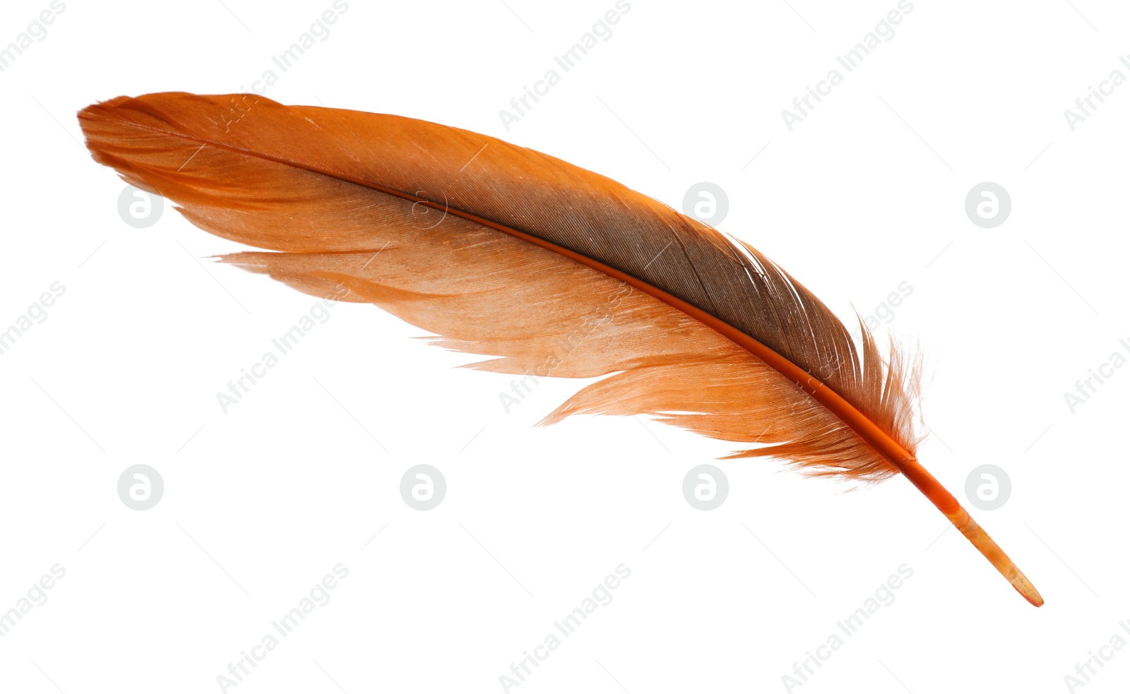 Photo of Beautiful orange bird feather isolated on white