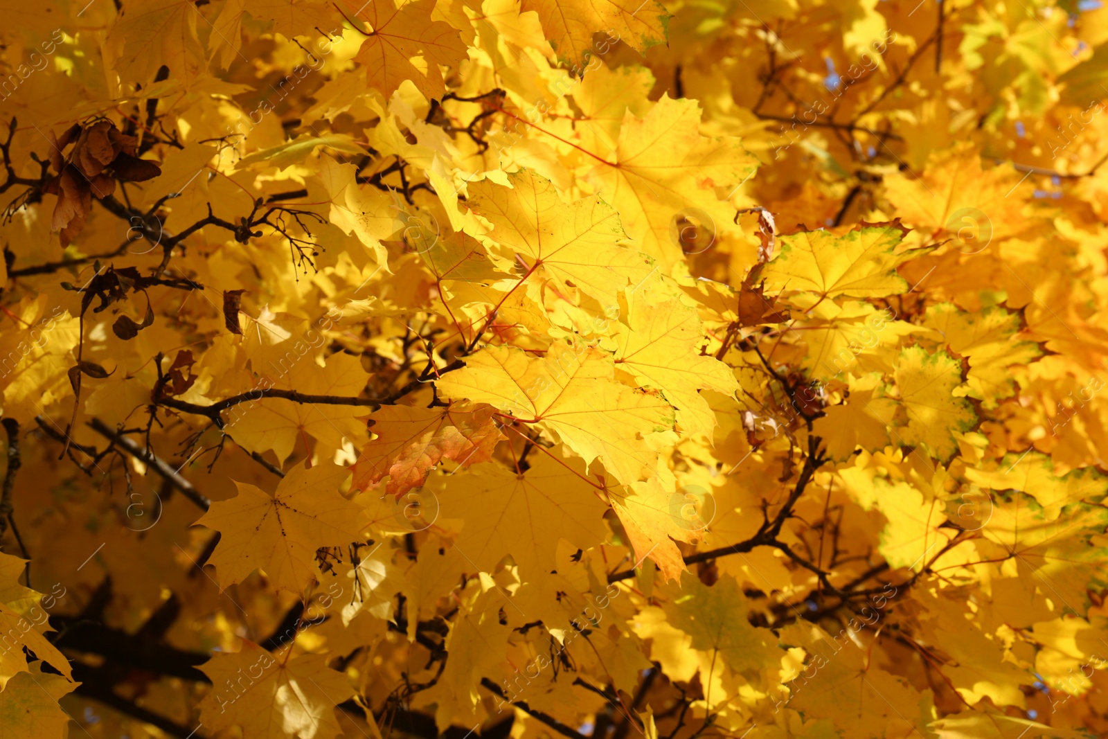 Photo of Beautiful tree with orange leaves outdoors, closeup. Autumn season