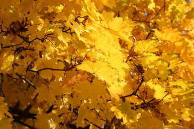 Photo of Beautiful tree with orange leaves outdoors, closeup. Autumn season