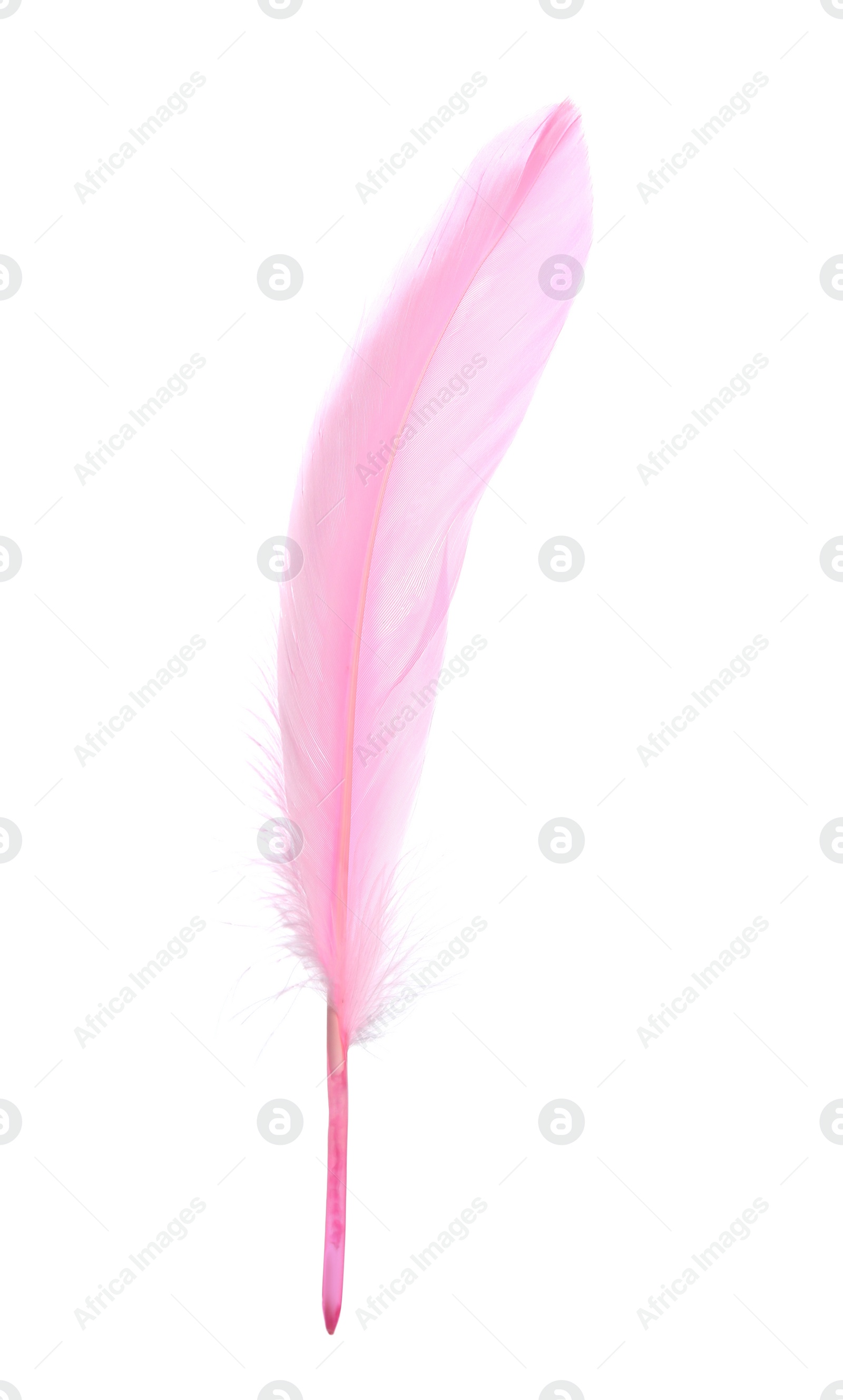 Photo of Fluffy beautiful pink feather isolated on white