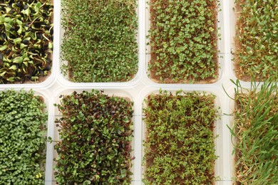 Growing microgreens. Different sprouted seeds in containers on table, flat lay