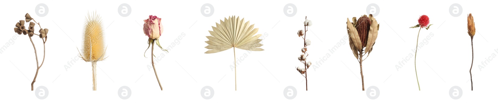 Image of Set with beautiful dry flowers on white background, banner design