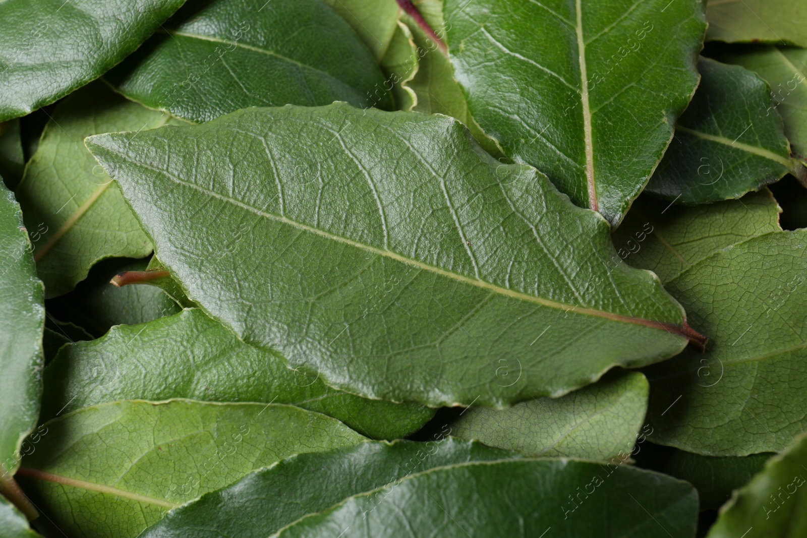 Photo of Many fresh bay leaves as background, closeup