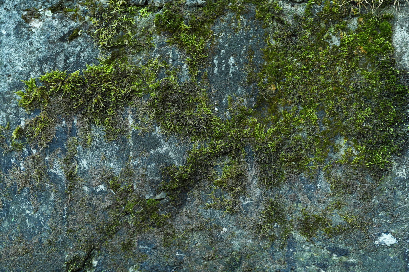 Photo of Stone wall overgrown with green moss, closeup