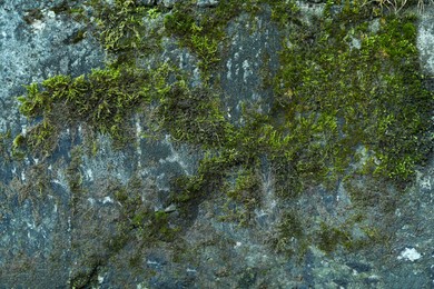 Stone wall overgrown with green moss, closeup