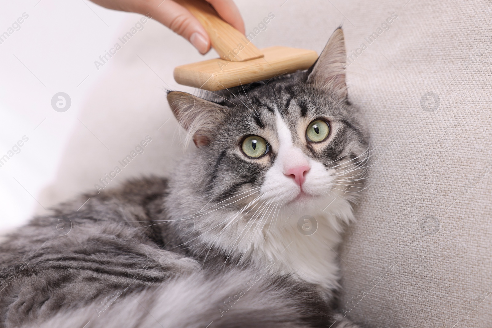 Photo of Woman brushing her cute cat at home, closeup