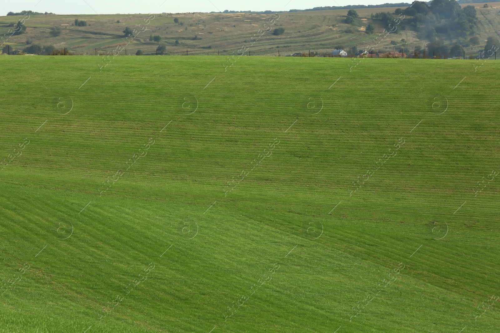 Photo of Beautiful lawn with bright green grass outdoors