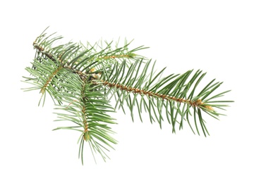 Branch of Christmas tree on white background