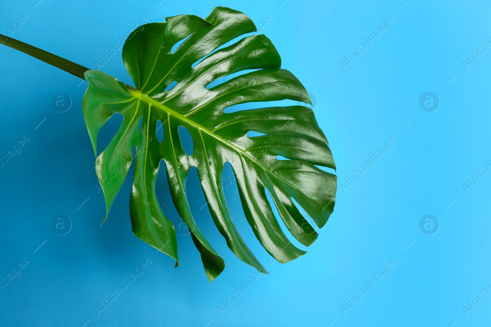 Photo of Beautiful monstera leaf on light blue background. Tropical plant