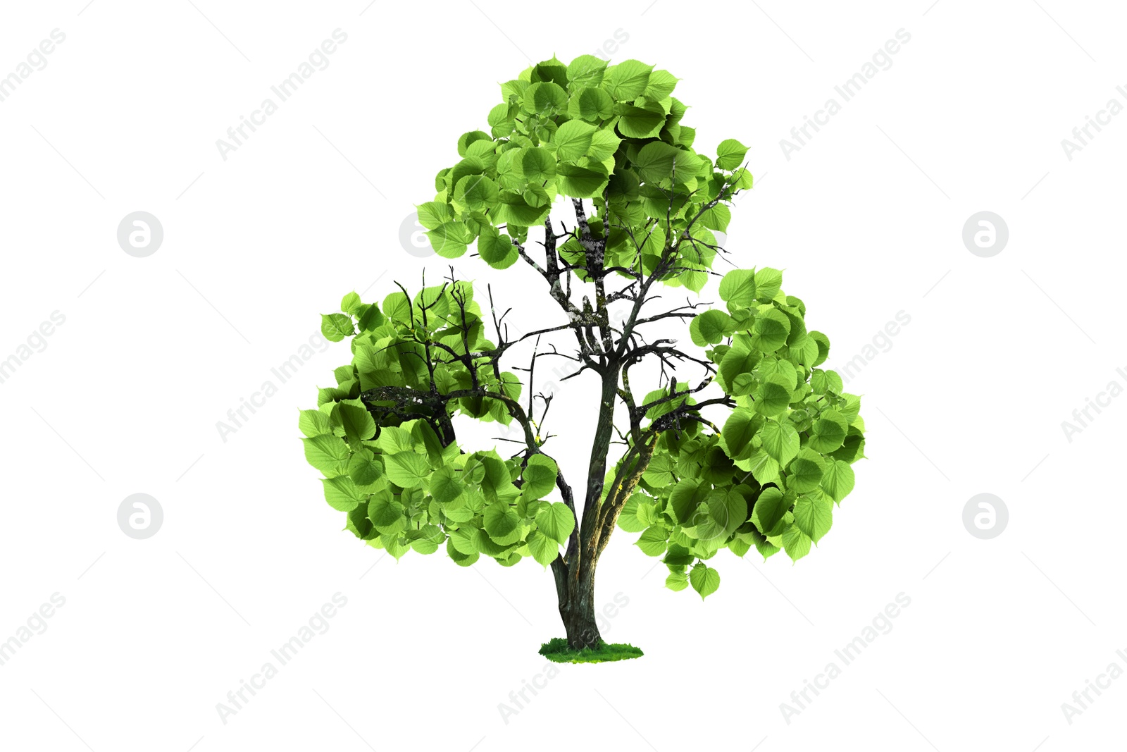 Image of Tree with green leaves in shape of recycling symbol on white background