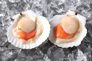 Fresh raw scallops with shells on ice cubes, closeup