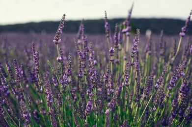 Beautiful blooming lavender plants growing in field