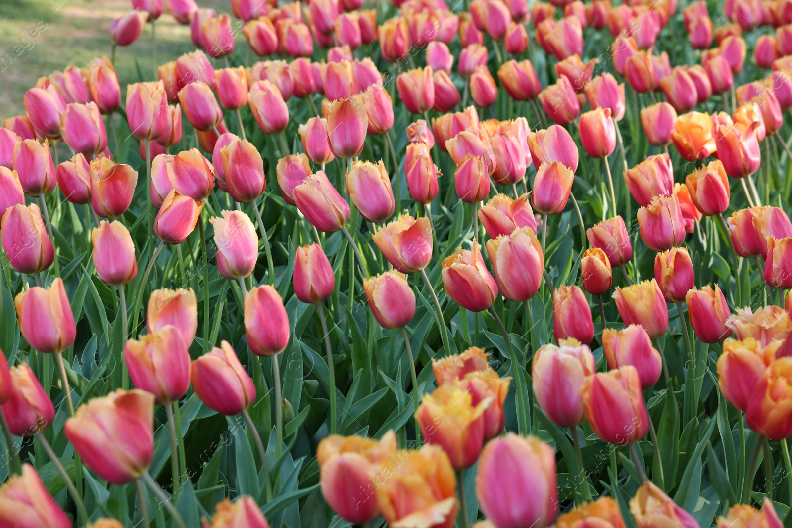 Photo of Many beautiful tulip flowers growing outdoors. Spring season