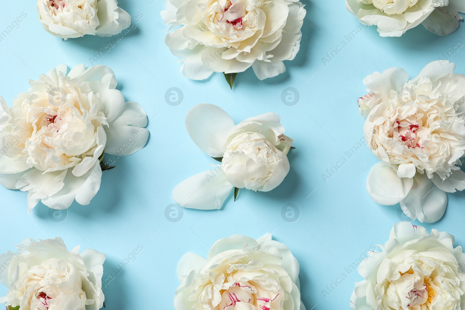 Photo of Beautiful peonies on color background, flat lay