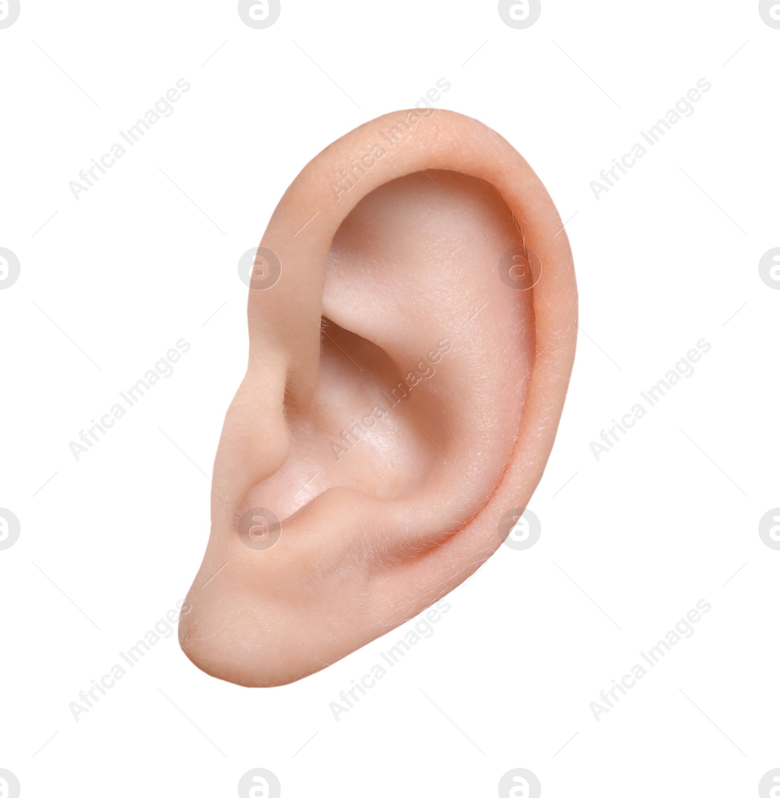 Image of Human ear isolated on white. Organ of hearing and balance