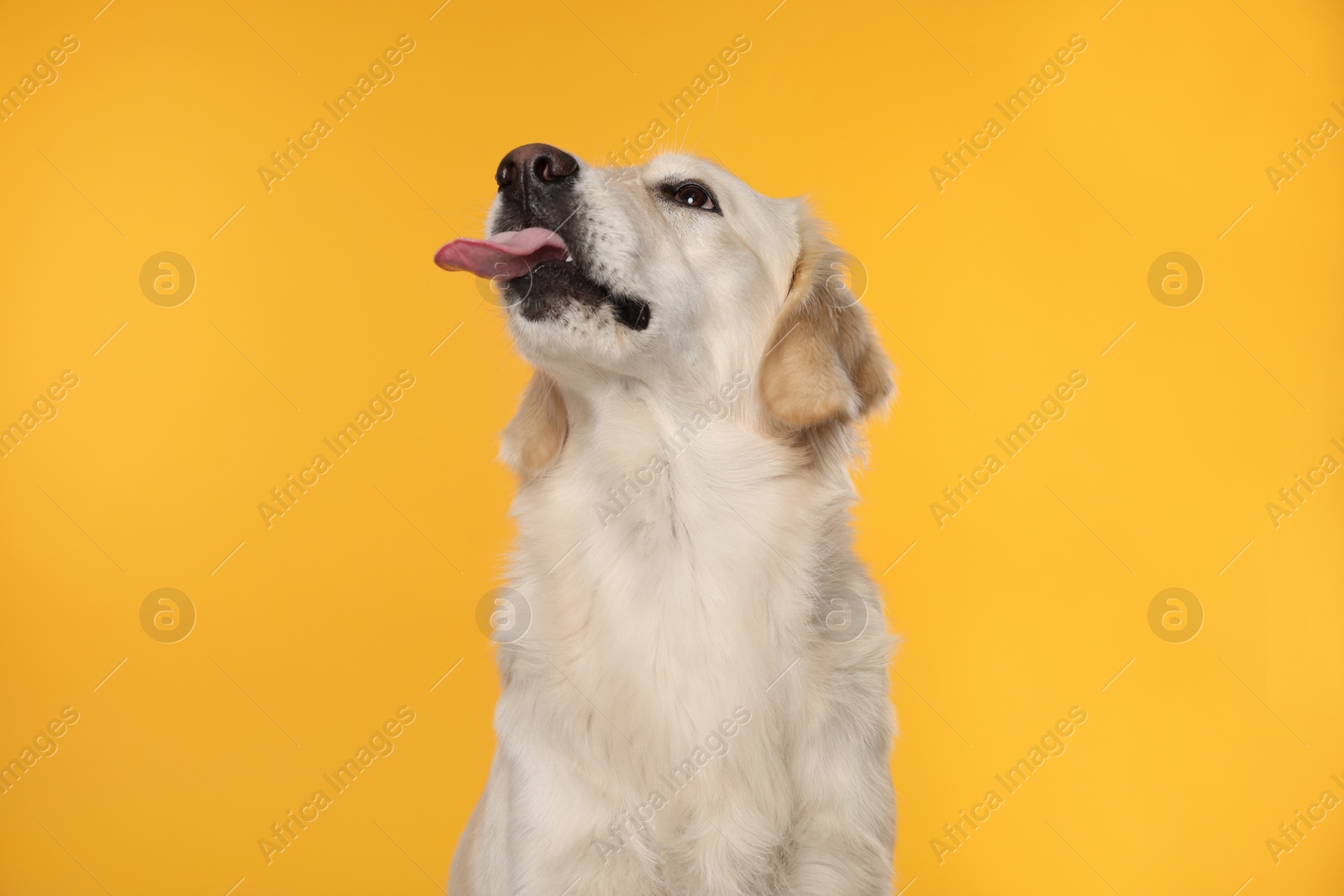 Photo of Cute Labrador Retriever showing tongue on orange background