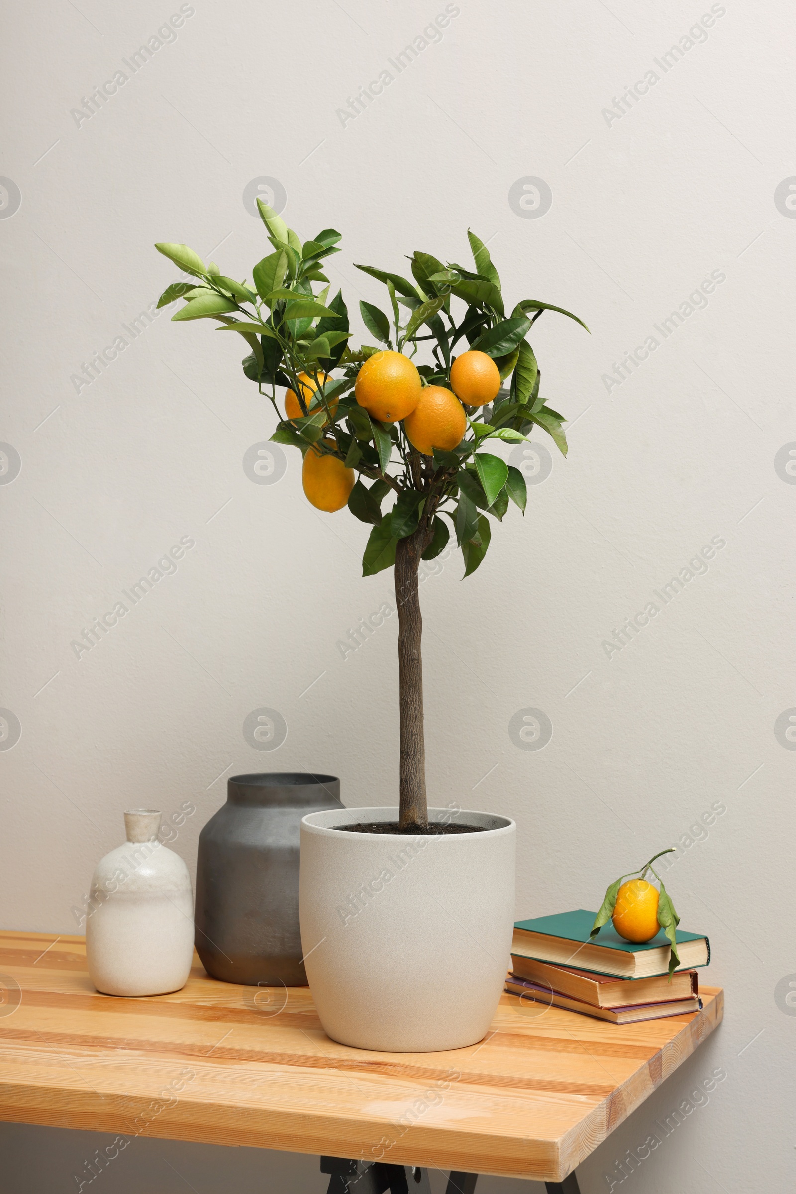 Photo of Potted lemon tree and ripe fruits on wooden table indoors