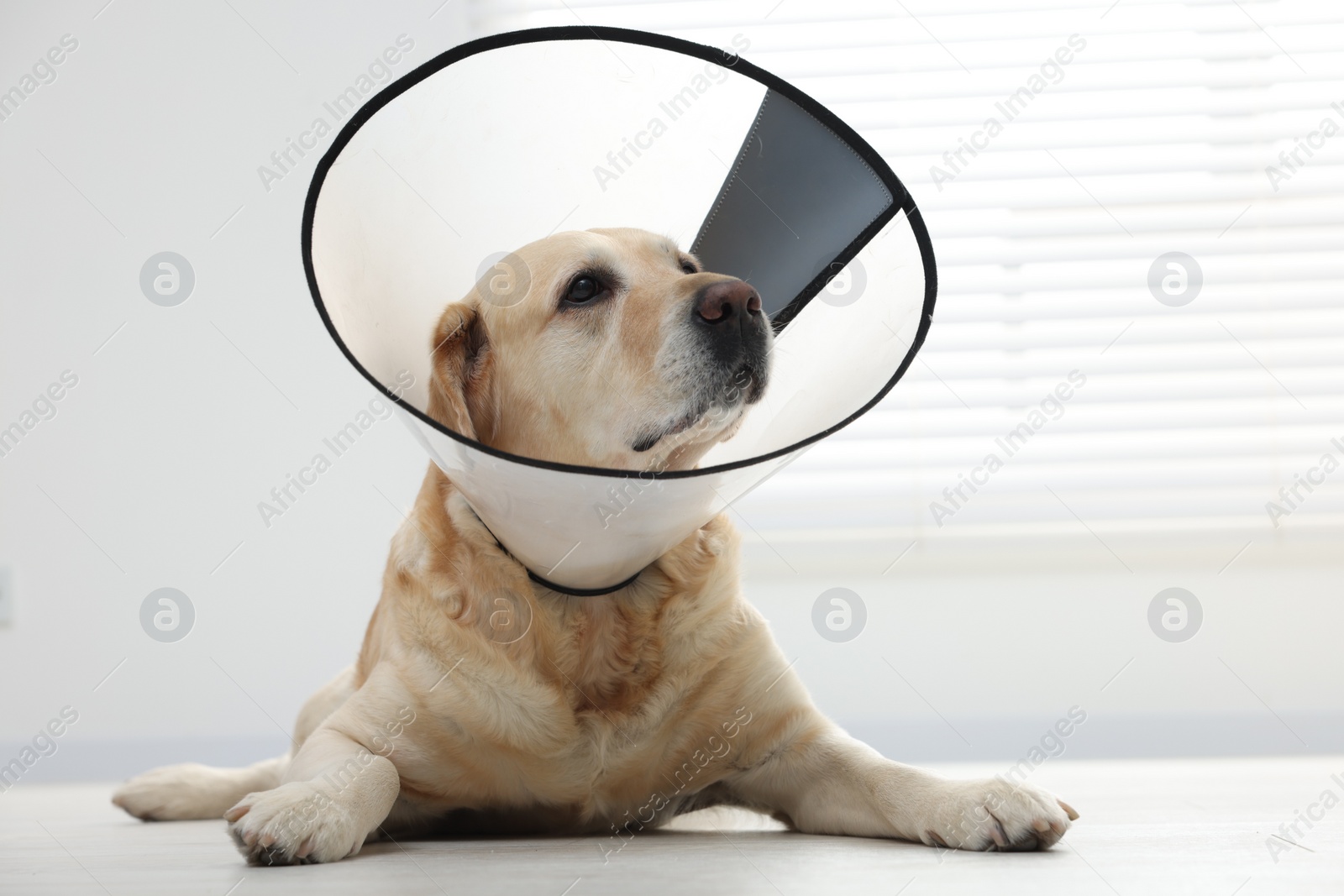 Photo of Cute Labrador Retriever with protective cone collar on floor indoors