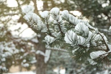 Pine branch outdoors on snowy winter day, closeup with space for text