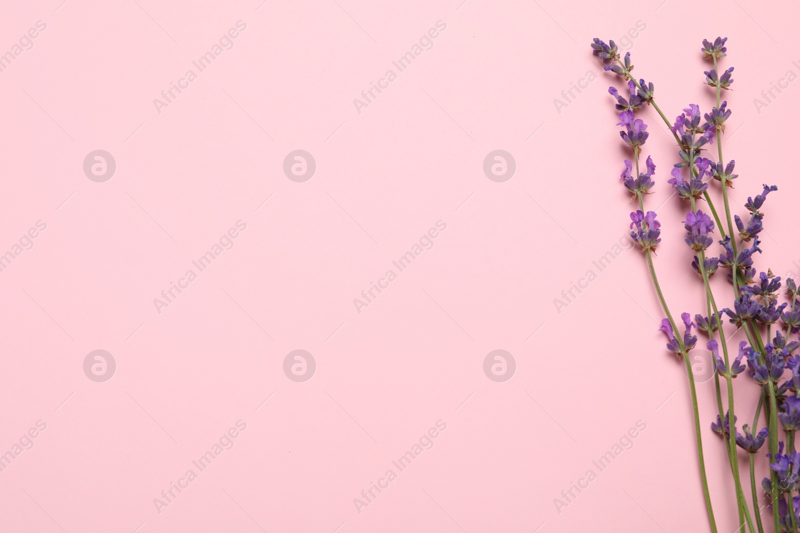 Photo of Beautiful lavender flowers on pink background, flat lay. Space for text