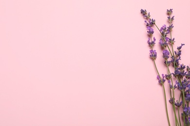 Beautiful lavender flowers on pink background, flat lay. Space for text