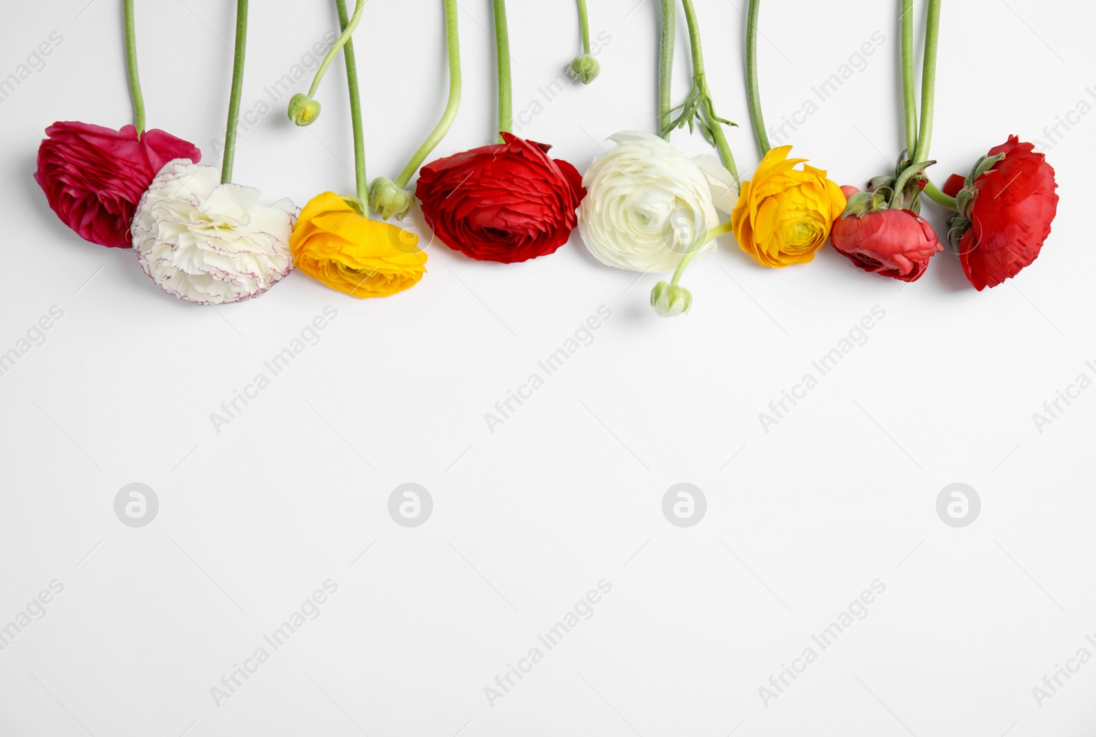 Photo of Beautiful ranunculus flowers on white background, top view