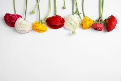 Beautiful ranunculus flowers on white background, top view