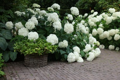 Beautiful park with blooming hydrangeas and paved pathway. Landscape design